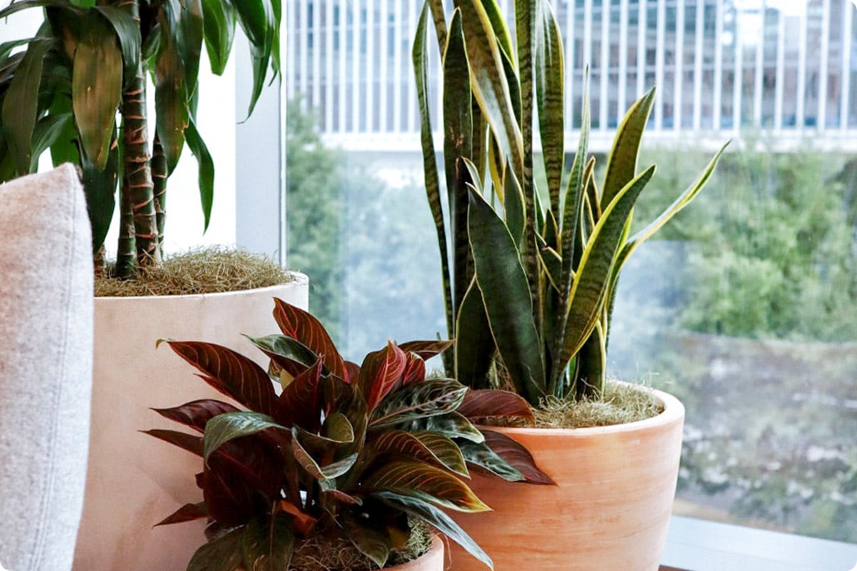 what-are-the-benefits-of-office-plants